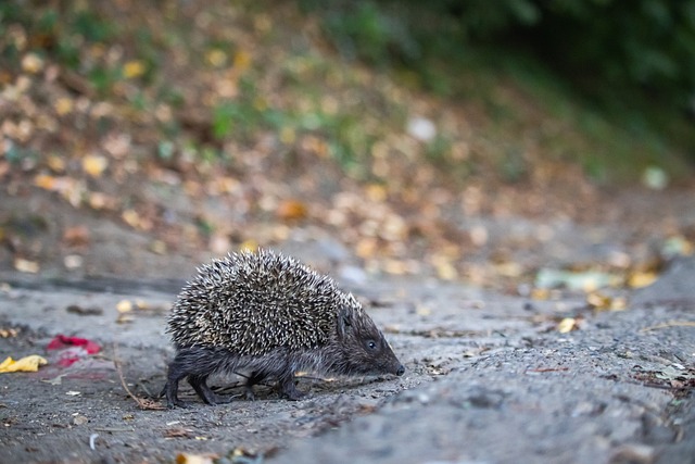 规向他出示 规向他出示