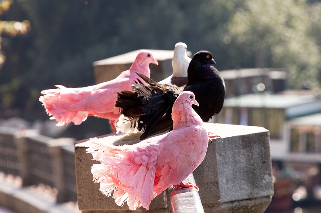 仅在韩国国 仅在韩国国